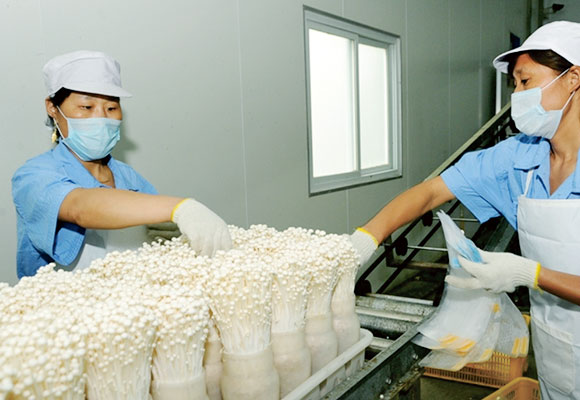 hi-steam-casters-for-food-processing-factory